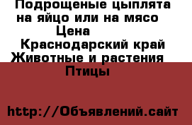 Подрощеные цыплята на яйцо или на мясо › Цена ­ 130 - Краснодарский край Животные и растения » Птицы   